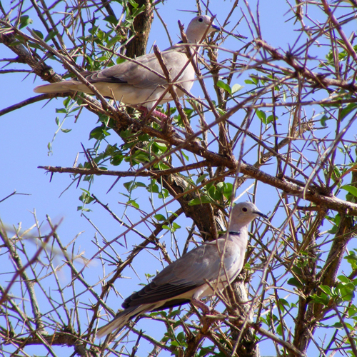 African Collared Doves